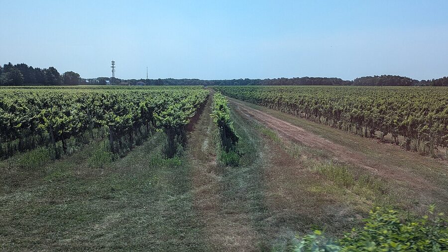 Vineyards on the North Fork as seen from the LIRR