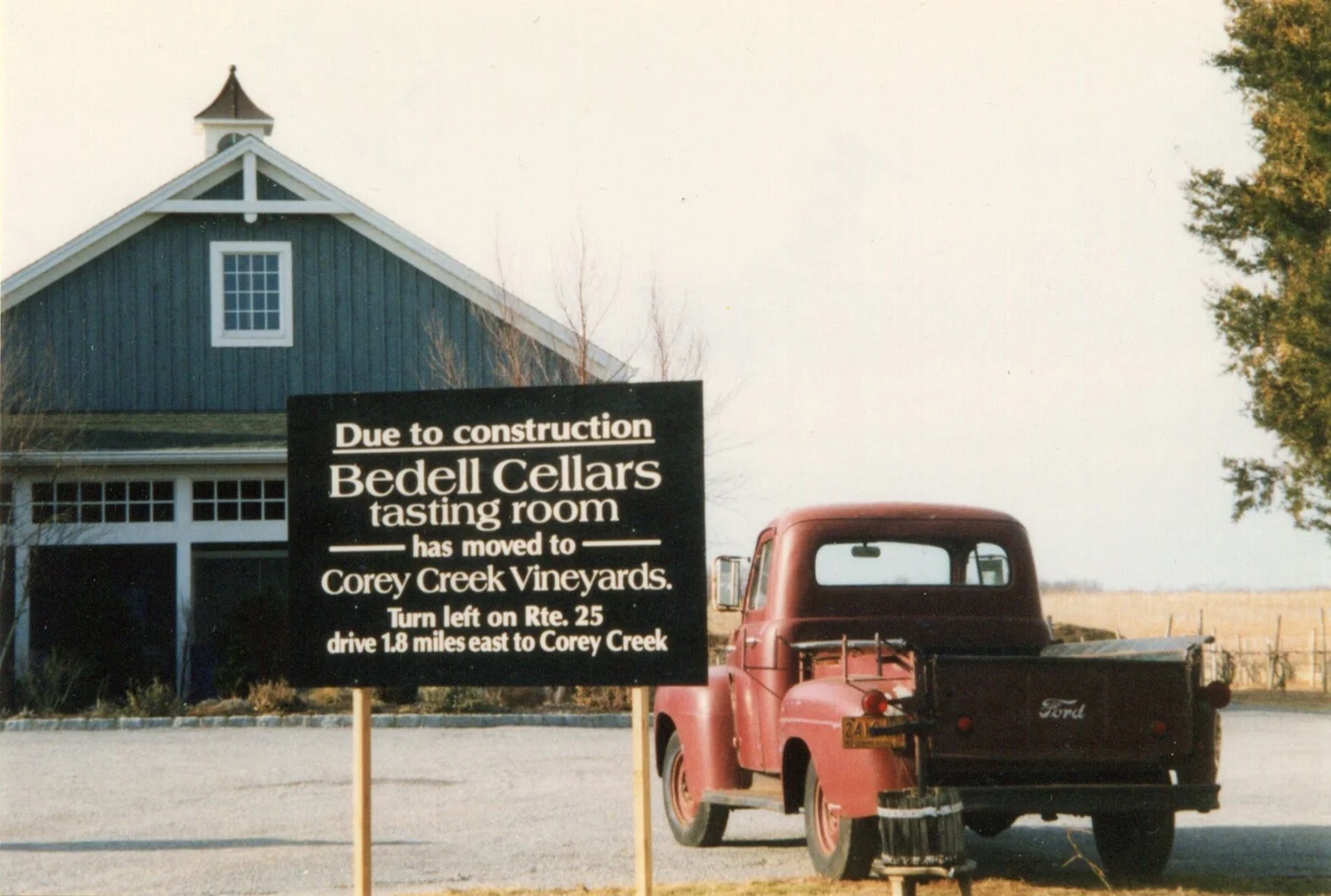 Grapes ripening on Bedell vines