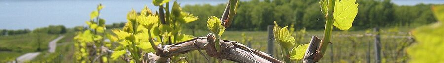 Eastern Finger Lakes vineyard panorama