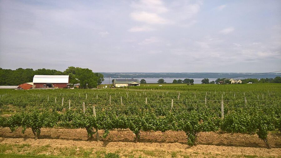 Vineyards above a Finger Lakes shore in summer