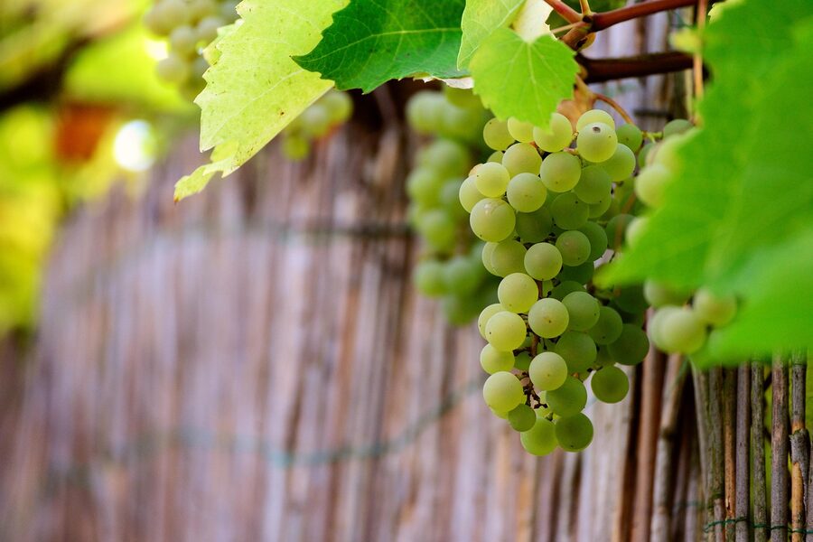 Wine grapes on the vine in autumn
