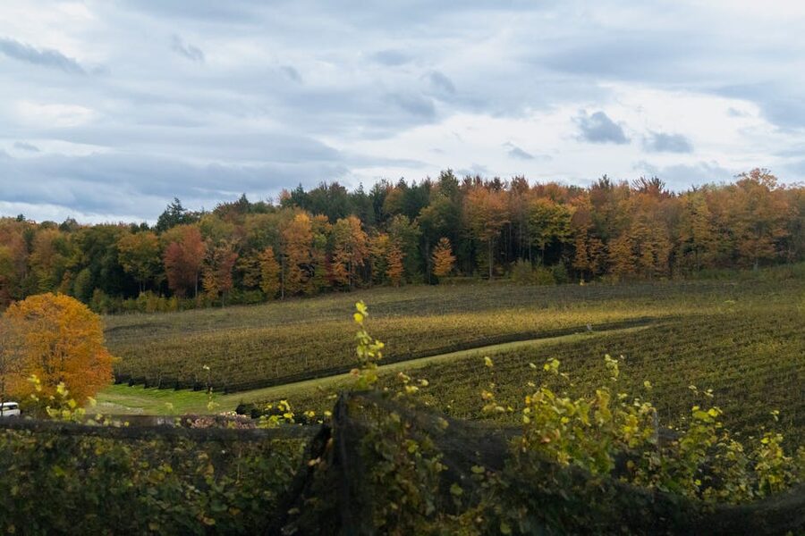 Vineyard in autumn foliage