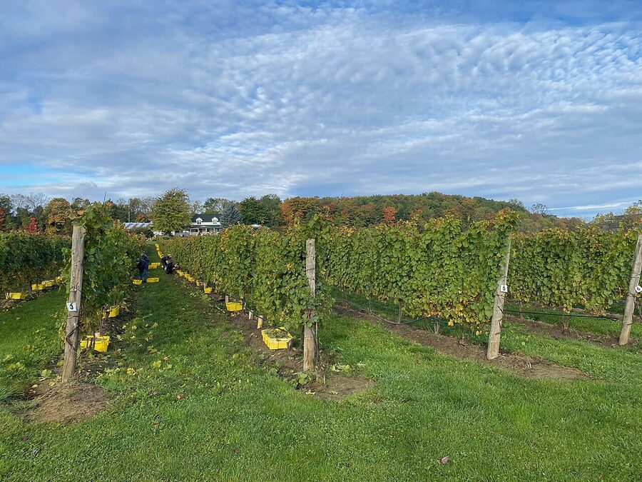Vineyard rows leading down toward a lake