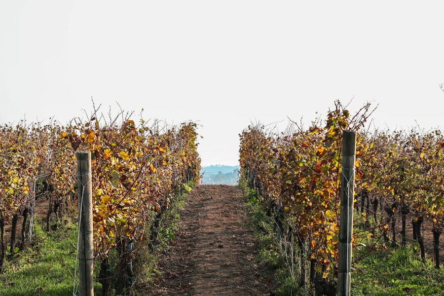 Autumn vineyard with rows of grapevines and rustic watchtower