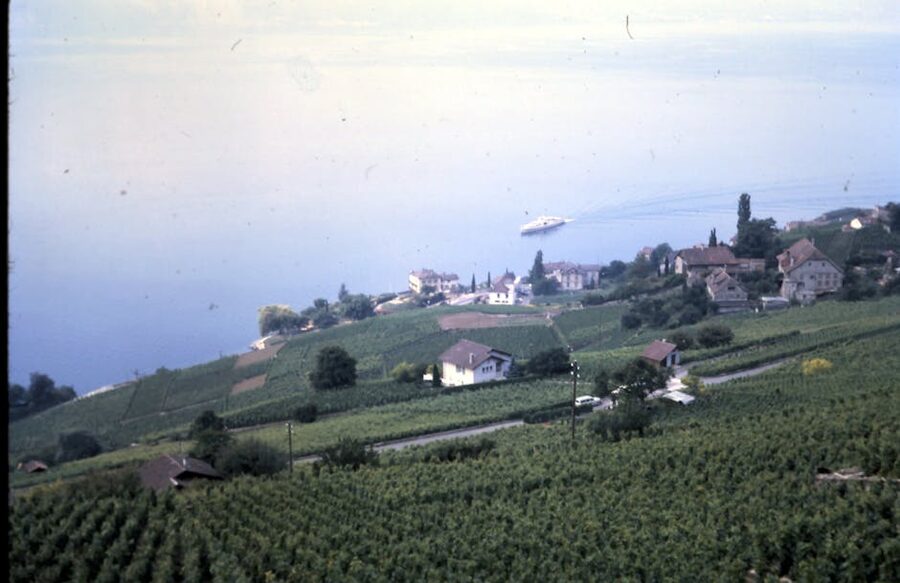 Vineyard landscape overlooking a lake with a small boat in the distance