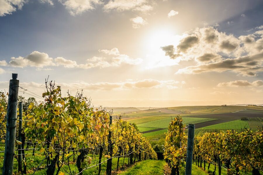 Sunlit vineyard rows under blue sky