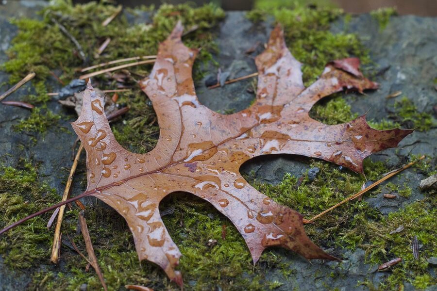 Watkins Glen State Park gorge with autumn leaves