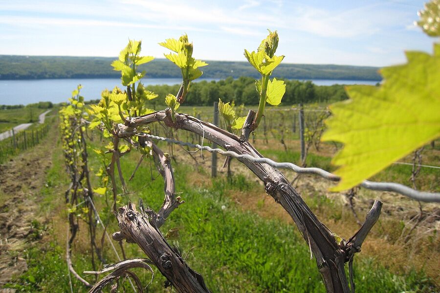 Atwater estates vineyard on Seneca Lake's east side