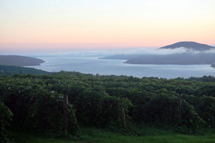 Sunrise over a Finger Lakes vineyard with rows of vines