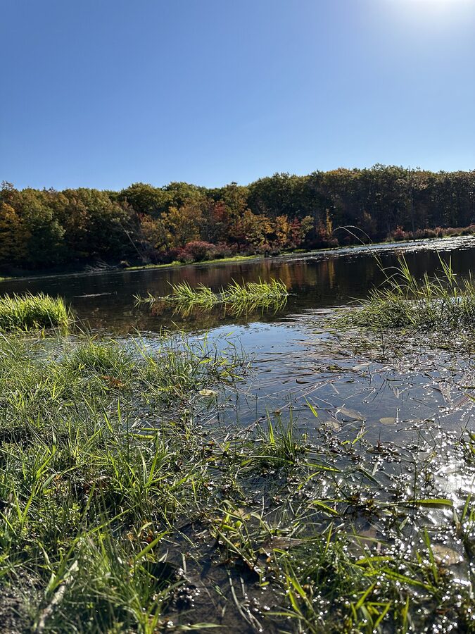 Finger Lakes National Forest trail in autumn