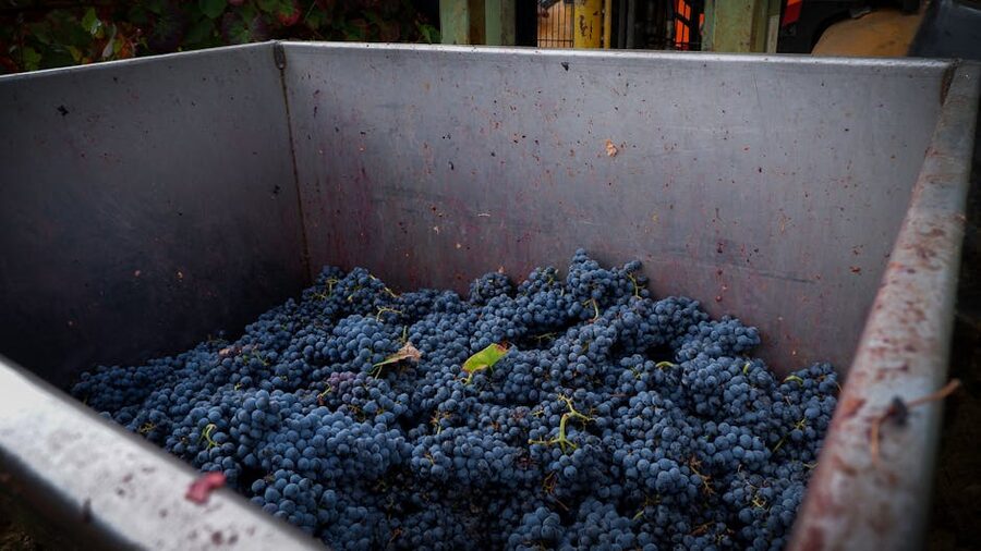 A grape cluster ready for late harvest