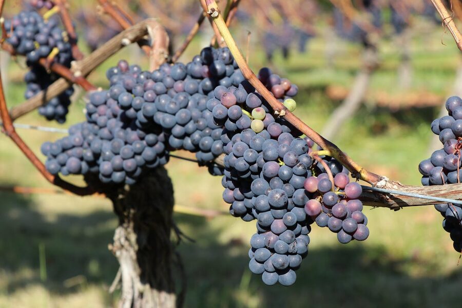 A cluster of ripe grapes on the vine ready for harvest