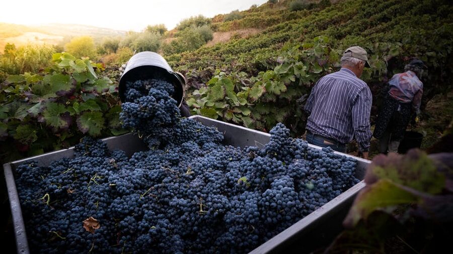 Grapes being harvested in autumn at a vineyard during the picking season