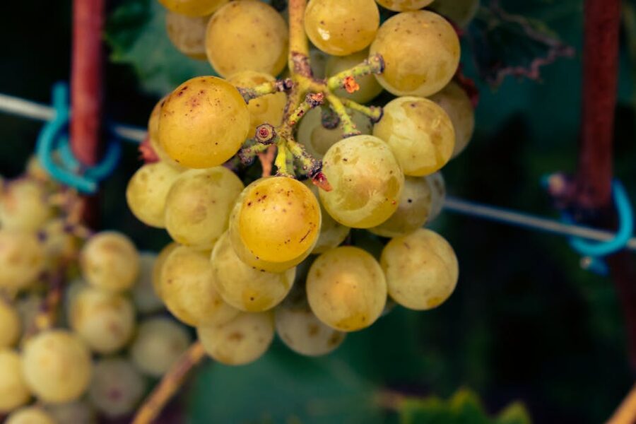 Close-up of Riesling grapes on the vine
