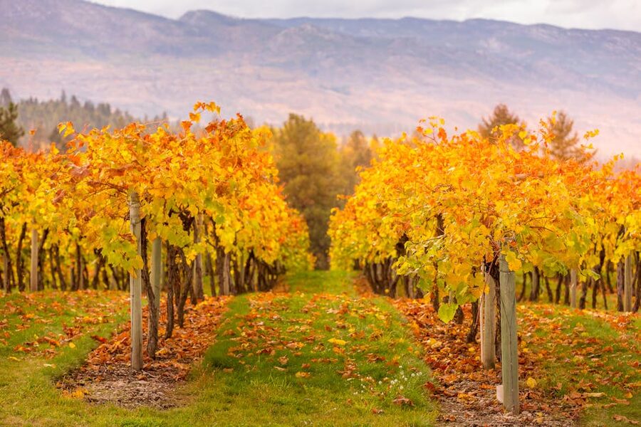 Vineyard rows in autumn