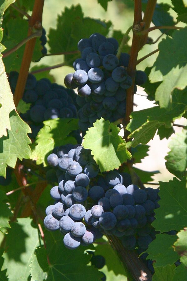 A Cabernet Franc cluster on the vine the variety Lamoreaux Landing arguably does best
