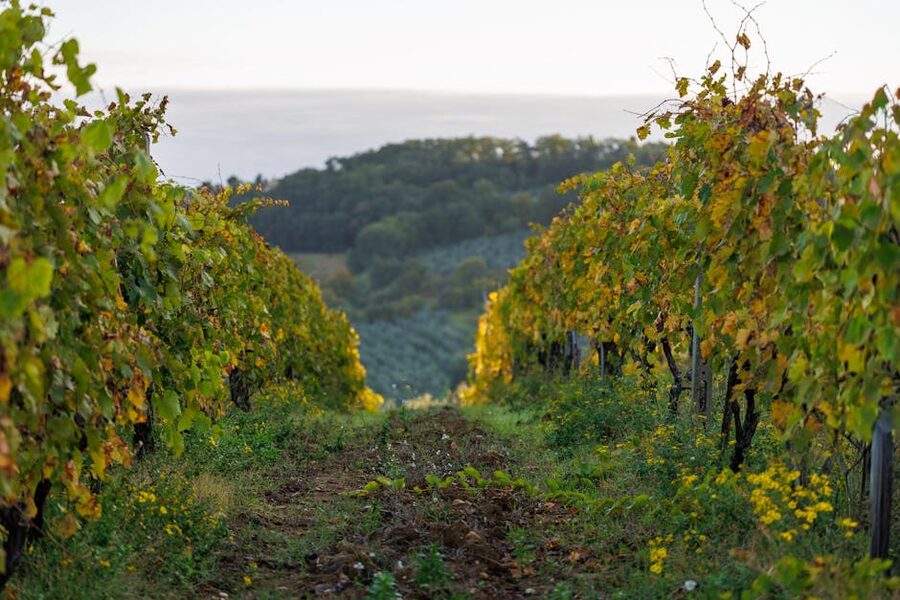 Vineyard rows at sunset in autumn the prime season for Lamoreaux Landing
