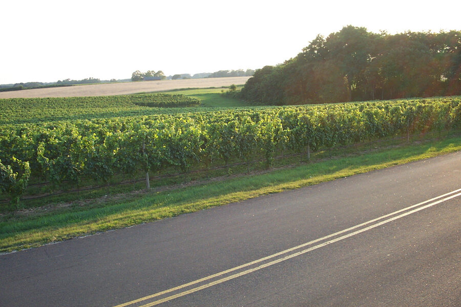 Vineyard rows in Cutchogue, the same North Fork landscape that surrounds Macari's tasting room in Mattituck