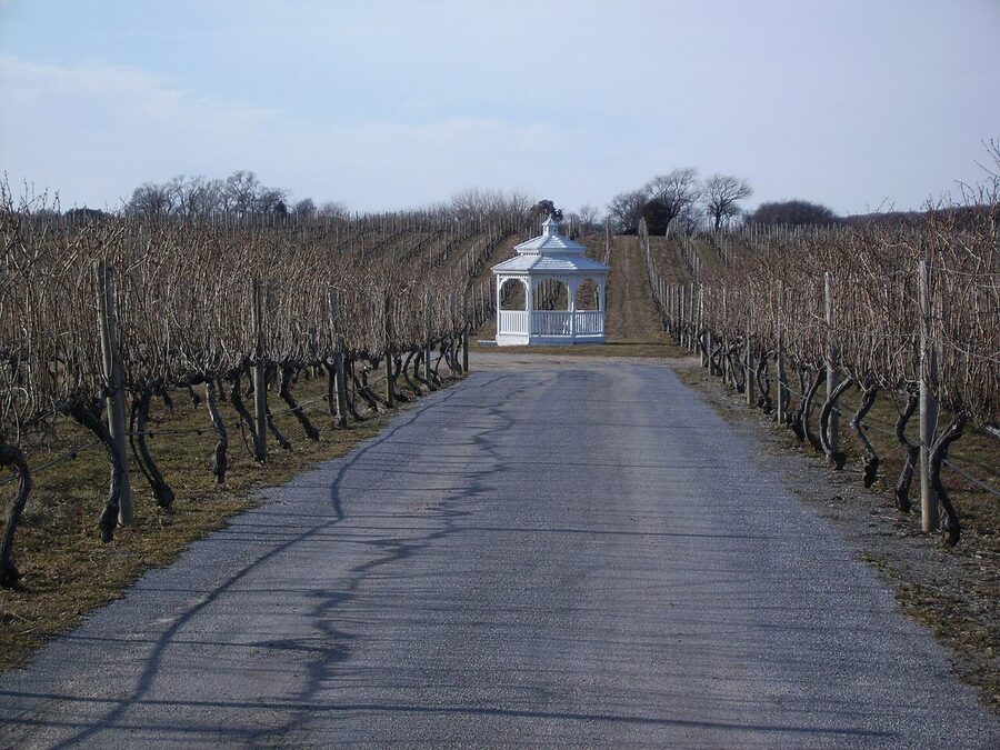 A vineyard on Long Island, New York