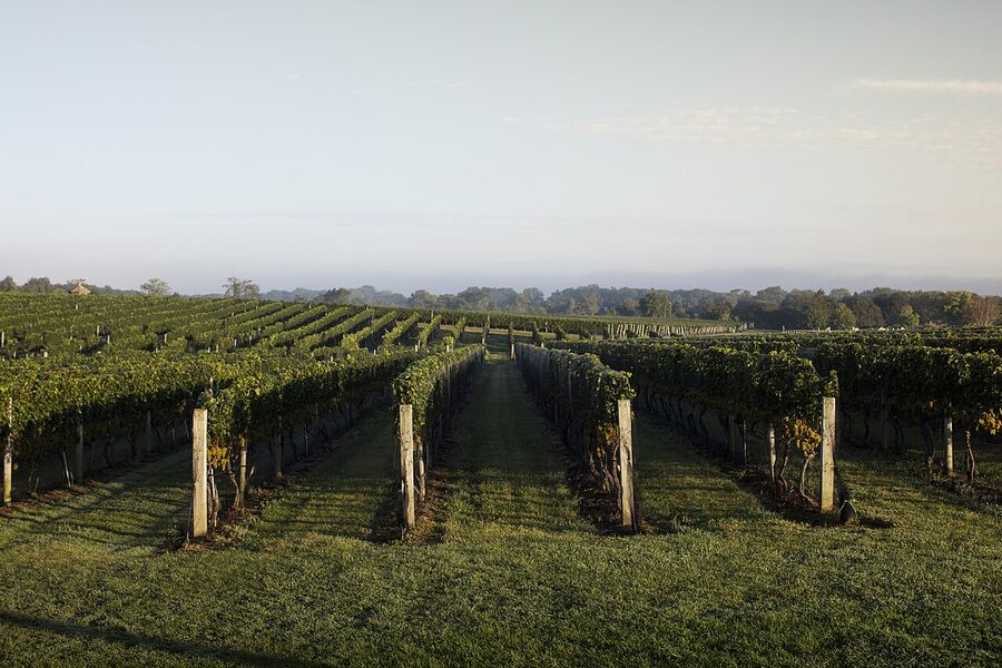 Chardonnay grape vine view from the Wine Stand at Wolffer Estate Vineyard, Sagaponack