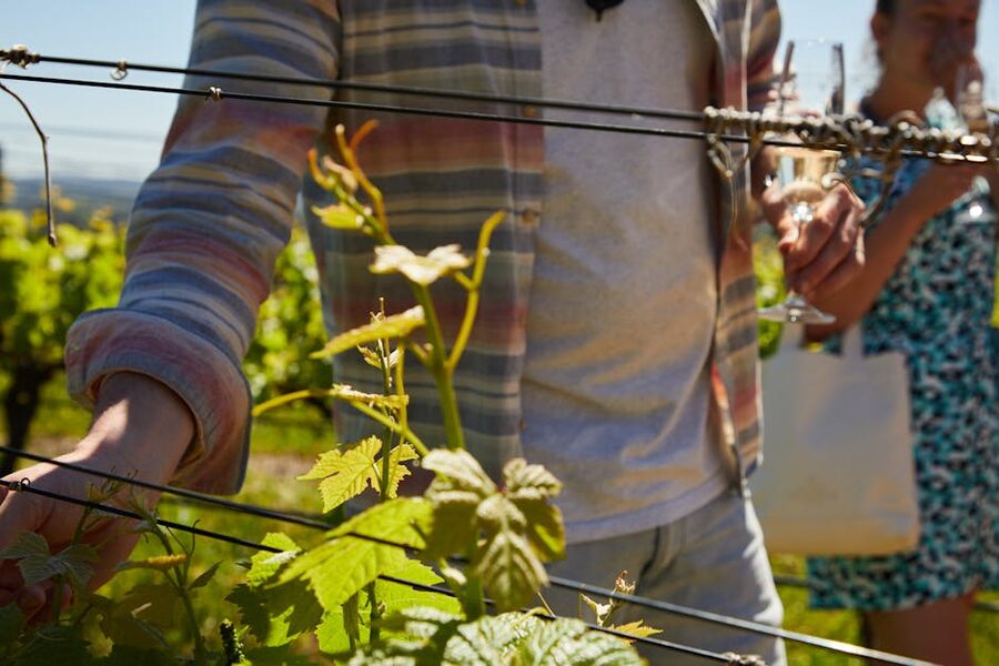 Visitors exploring a vineyard touching grapevines under sun
