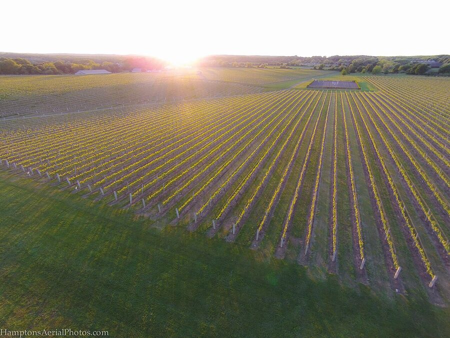 Wolffer Estate Vineyard in Sagaponack Hamptons