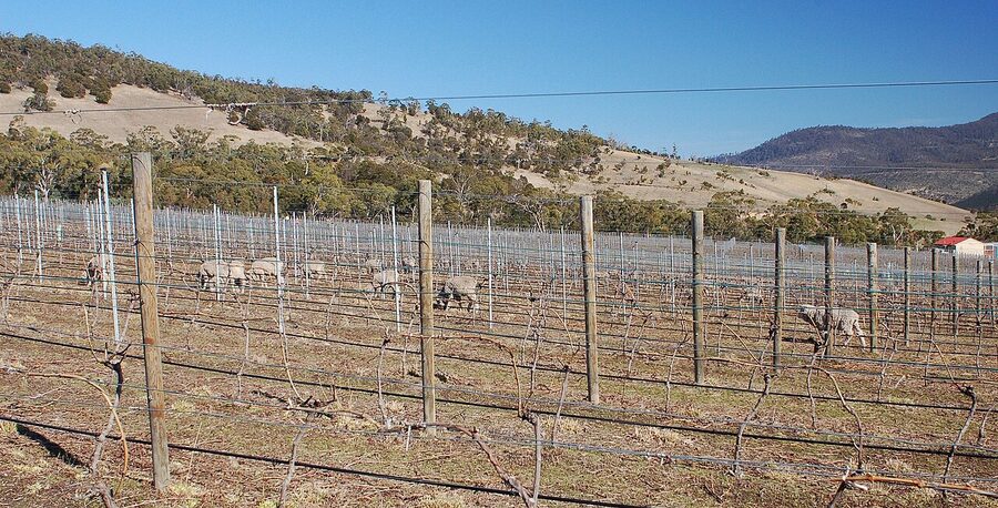 Livestock grazing in a vineyard for weed control, the same biodynamic principle Macari uses