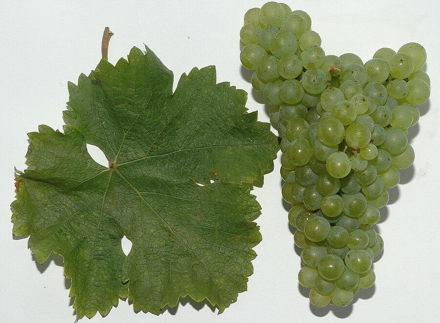 Sauvignon Blanc grapes on the vine, Macari's signature white variety