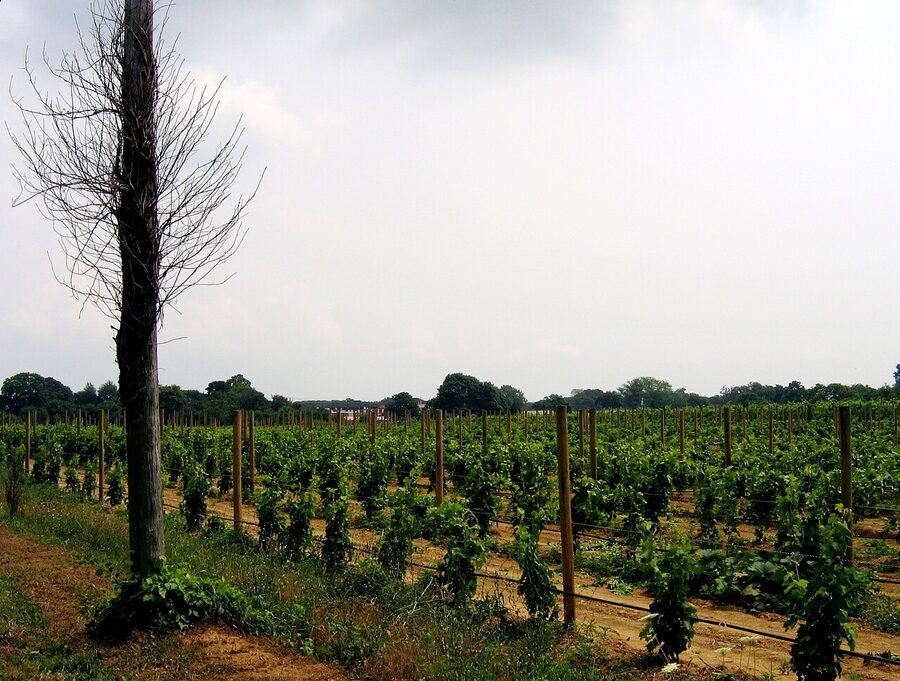 Vineyard rows in Cutchogue on the North Fork of Long Island