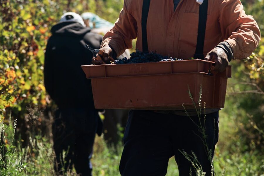 A farmer carrying a crate of freshly harvested grapes