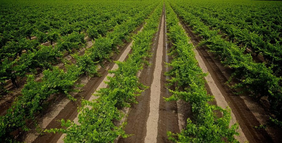 Vineyard rows in summer with grape clusters