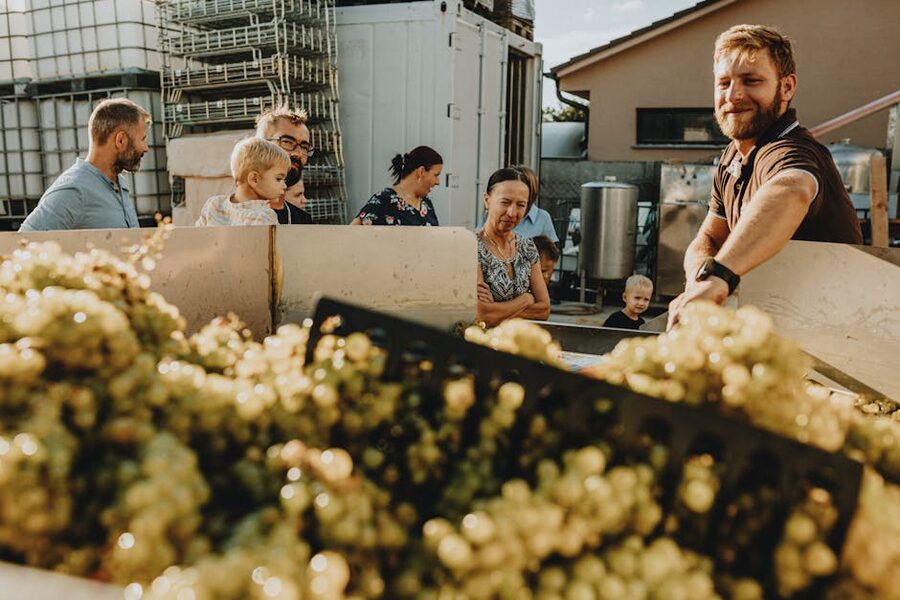 A family observing grape harvest at a vineyard
