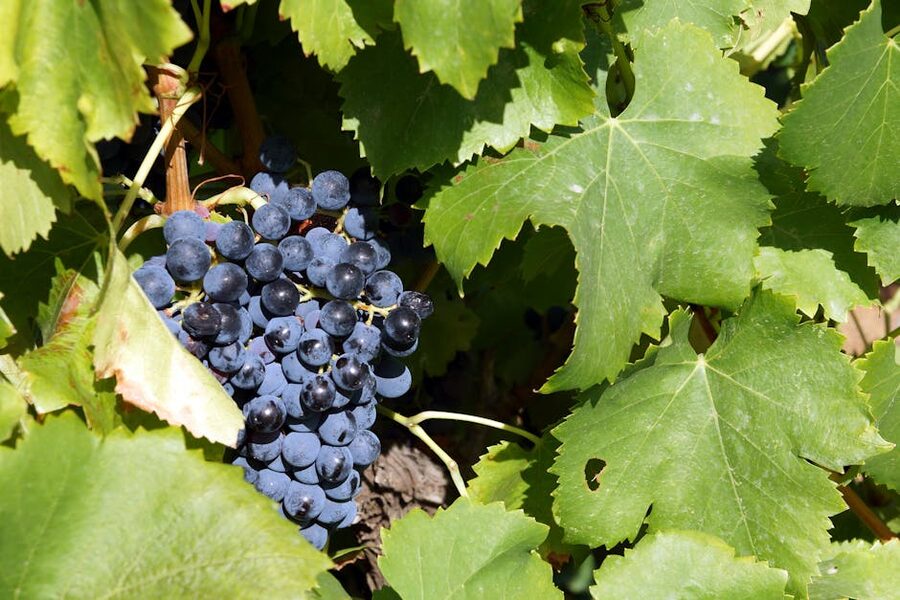 Close-up of ripe red wine grapes on the vine