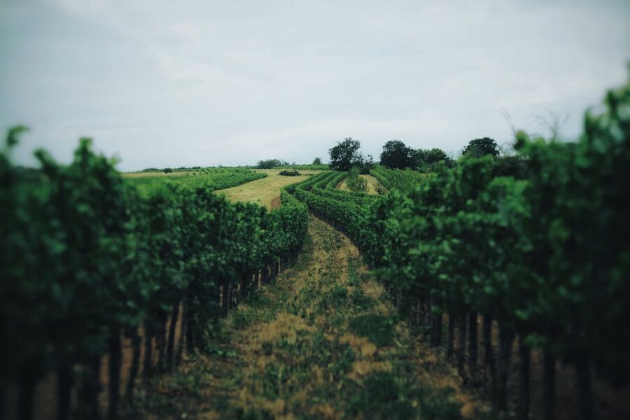 Rows of grapevines in summer at a vineyard