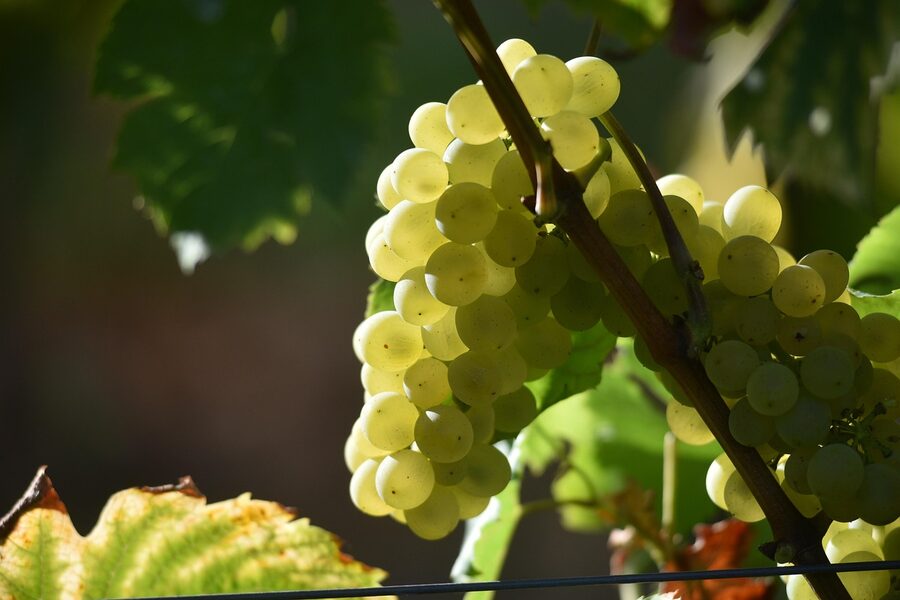 A Riesling grape cluster on the vine