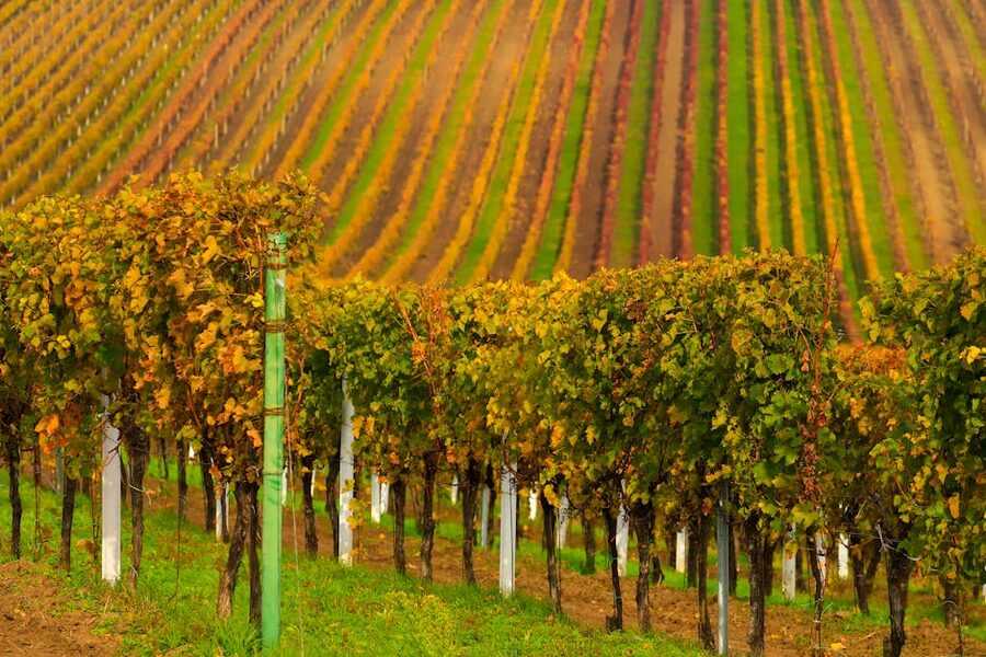 Vineyard rows in autumn