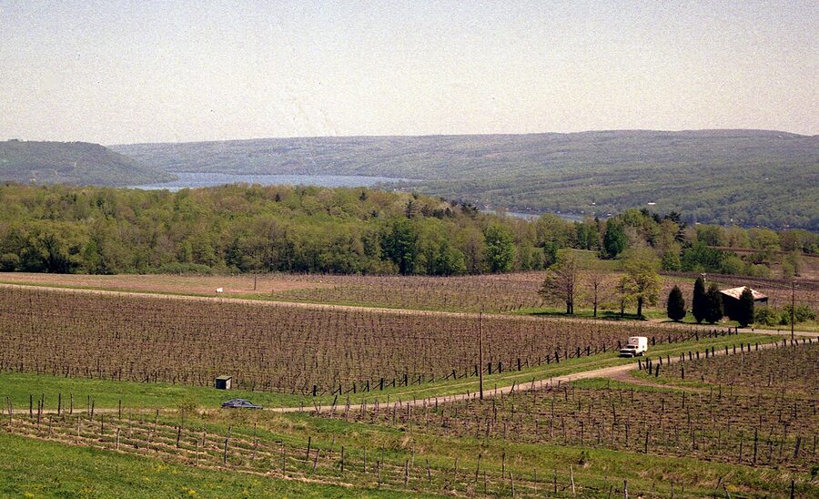 Vineyards along Cayuga Lake AVA in New York with the lake visible behind