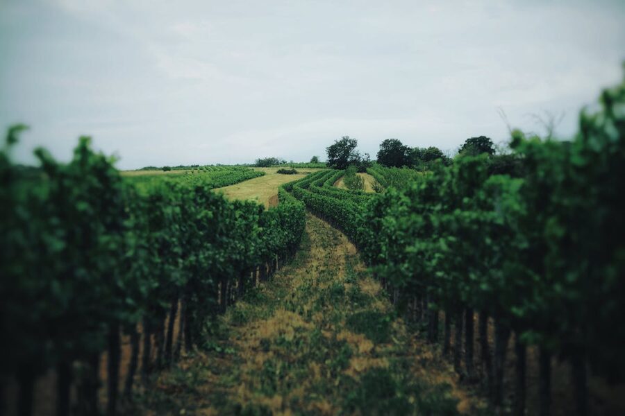 Rows of green grapevines stretching into the distance