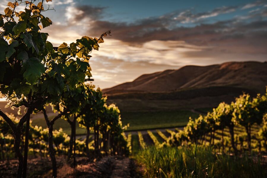 A vineyard at sunset with rows of grapevines