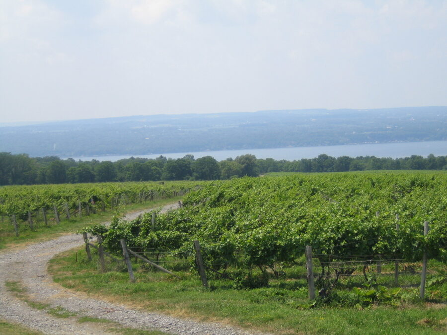 Finger Lakes wine bottles