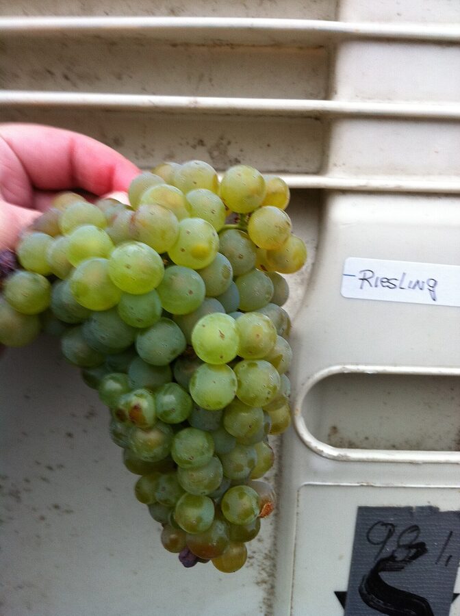 A Riesling grape cluster on the vine