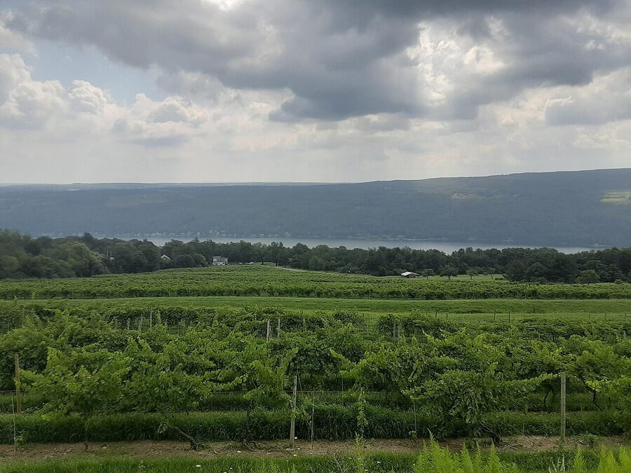 View of Keuka Lake from Bully Hill Vineyards