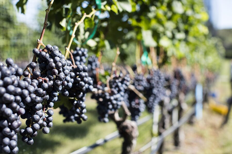 Red grapes ripening on the vine at Wölffer Estate Vineyard