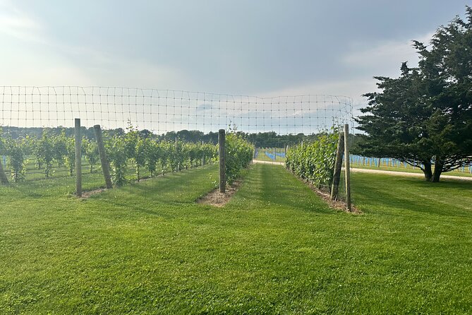 Full-Day Luxury Long Island Private Winery Tour - Hamptons: wine tasting with a more exclusive setting