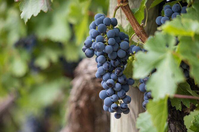 Long Island Wine Tour North Fork Sights Bites Flights Half Day AM - A North Fork day built around your interests