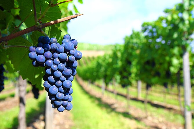 Long Island Winery Tour - Is $295 per person a fair price?