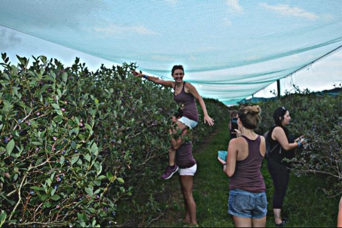 Mattituck Bike Wine Country and Fruit Orchard Tour - Cycling into the vineyard fields