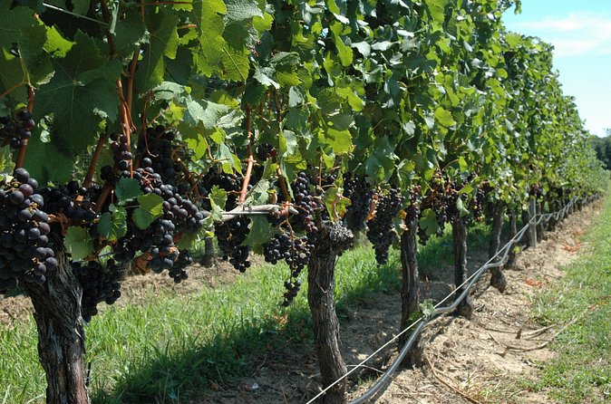 Mattituck New York Guided Farm and Wine Country Bike Tour - Two vineyard stops, with wine bought separately