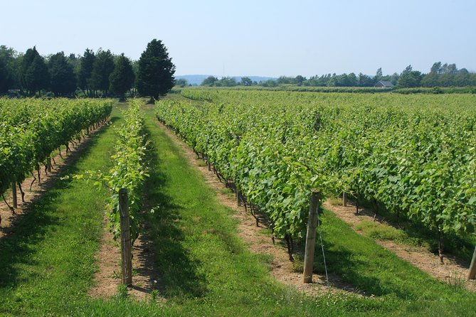 The Hamptons and Long Island Wineries Private Tour - Southampton and Billionaires Lane